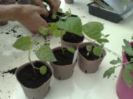 Cape gooseberries