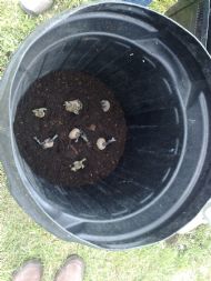 Container planting - potatoes