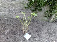 Fruit bushes