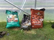 For potato container planting