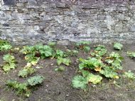 Rhubarb
