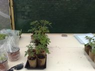 Tomatoes