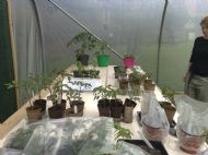 Tomatoes in the polytunnel