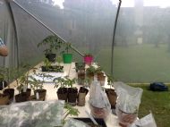 Polytunnel tomatoes