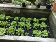 Lettuces