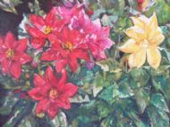 Dahlias