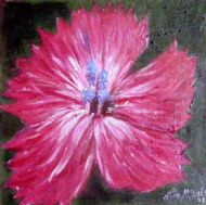 Dianthus