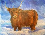 Highland cow