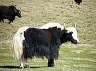 A Yak