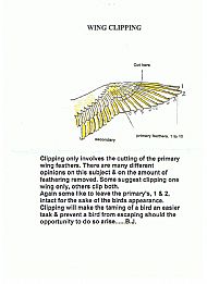 WiNG