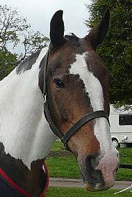 Bramble