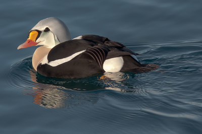 king eider photo: stein nilsen tromsofoto.net