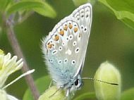 Common Blue