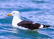Black Backed Gull