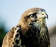 Buzzard
