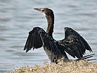 Cormorant