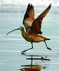 Curlew