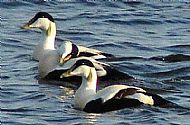 Eider Duck