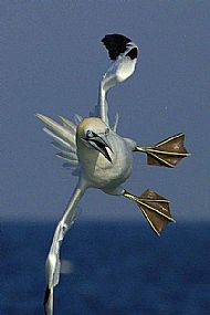 Gannet