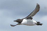 Guillemot