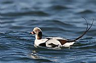 Long Tailed Duck