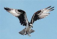 Osprey