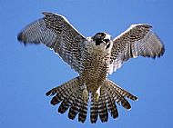 Peregrine Falcon
