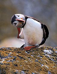 Puffin