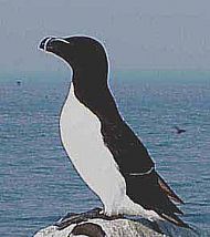 Razorbill