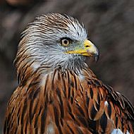 Red Kite
