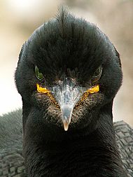 Shag