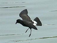 Storm Petrel