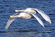 Whooper Swan