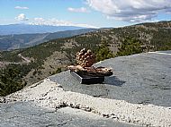 Pining for the mountains