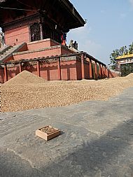 Drying Rice