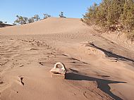 Sandy Pot