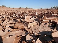 Cracked Mud