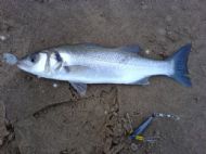 Hoyle Bank