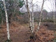 Cleaver Heath