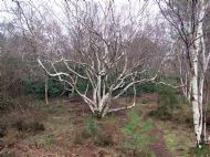 Cleaver Heath