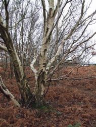 Cleaver Heath