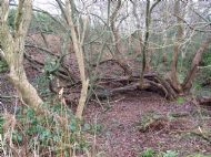 Cleaver Heath