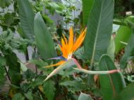 Eden Project