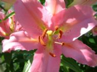 Macro