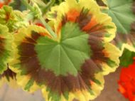 Eden Project