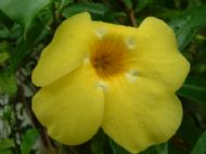 Macro