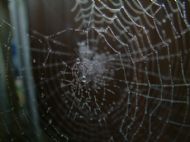 Macro