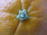 Macro