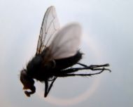 Macro
