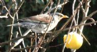 Fieldfare